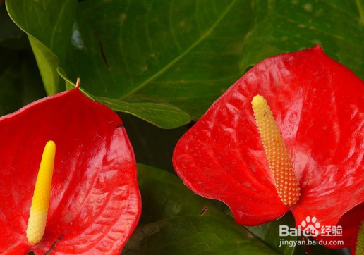 火鹤花栽培技术