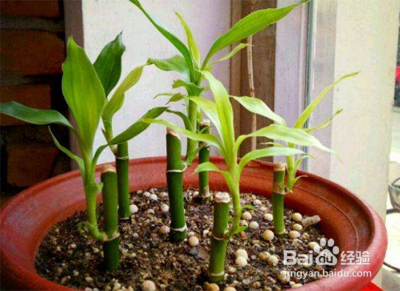 富贵竹土培怎么养才能更旺盛