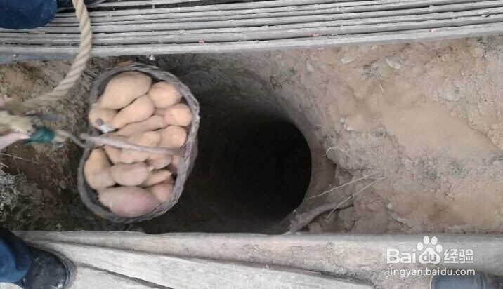 甘薯应该怎样用地窖储存好