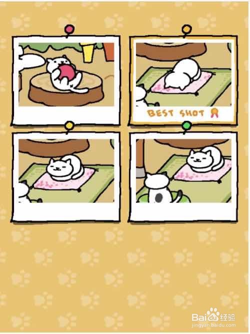 猫咪后院:佛系养猫攻略