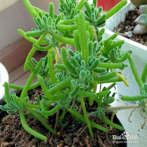 枝干番杏的养殖方法和养殖技巧