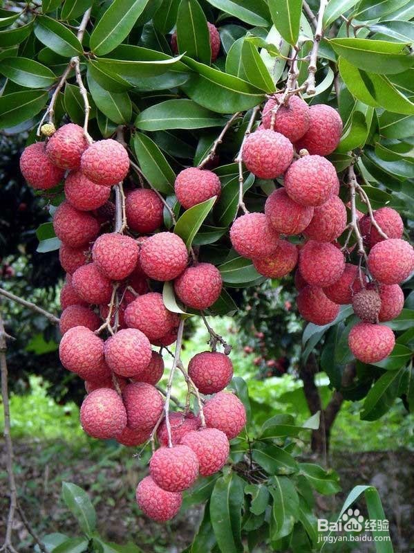 怎样挑选好的荔枝