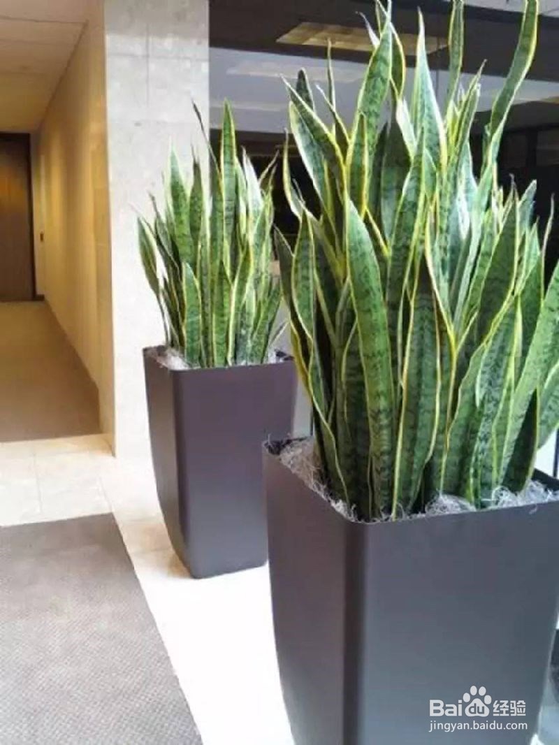 新装修房子怎么才能除去甲醛