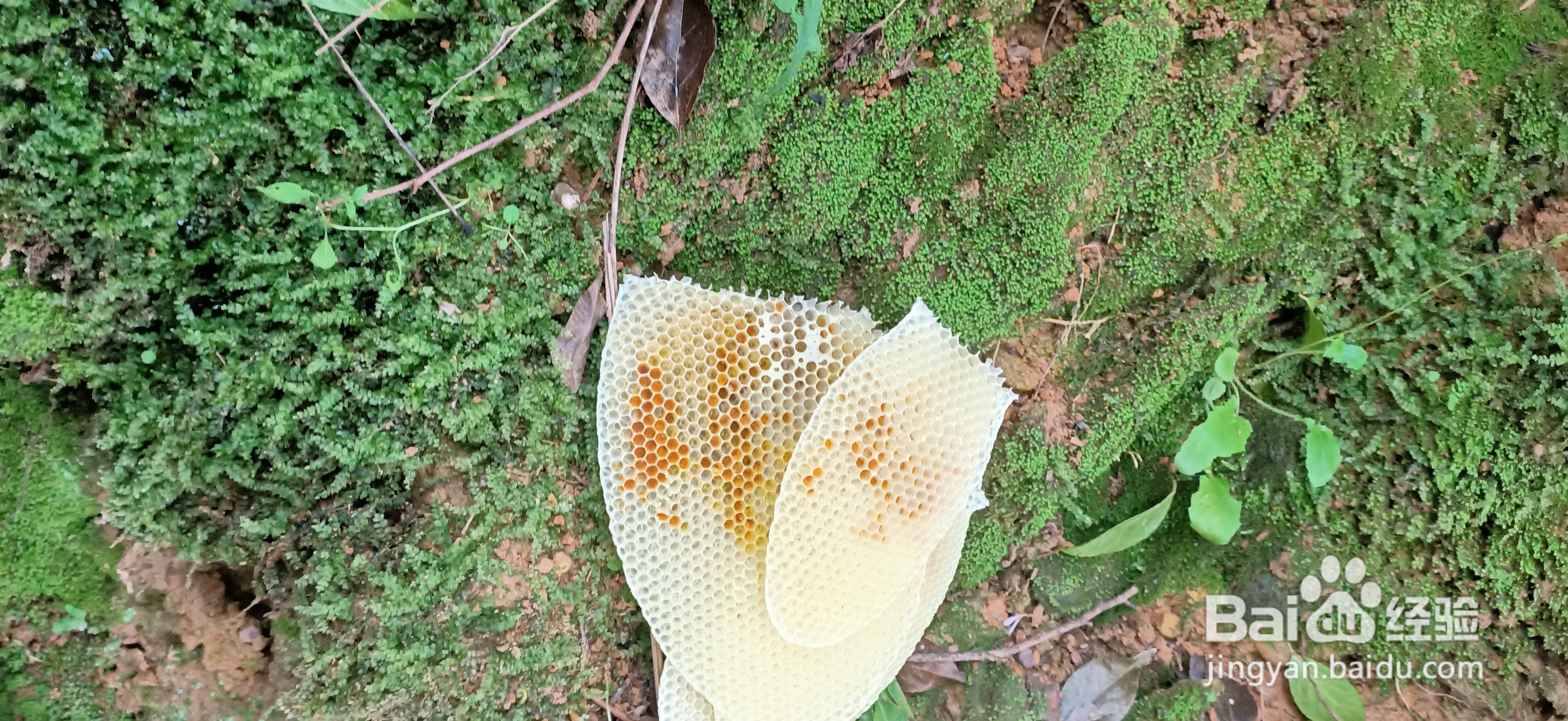 蜂王停产如何让蜂王复产？