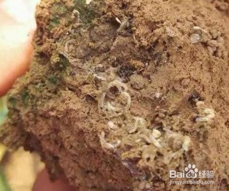 种大蒜用什么药防治地下害虫