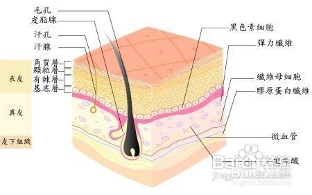 <b>如何保养皮肤？专业人士教给你</b>