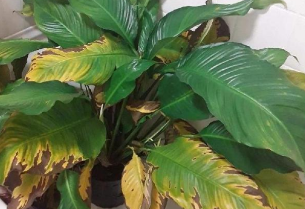 一帆风顺叶子发黄是什么原因