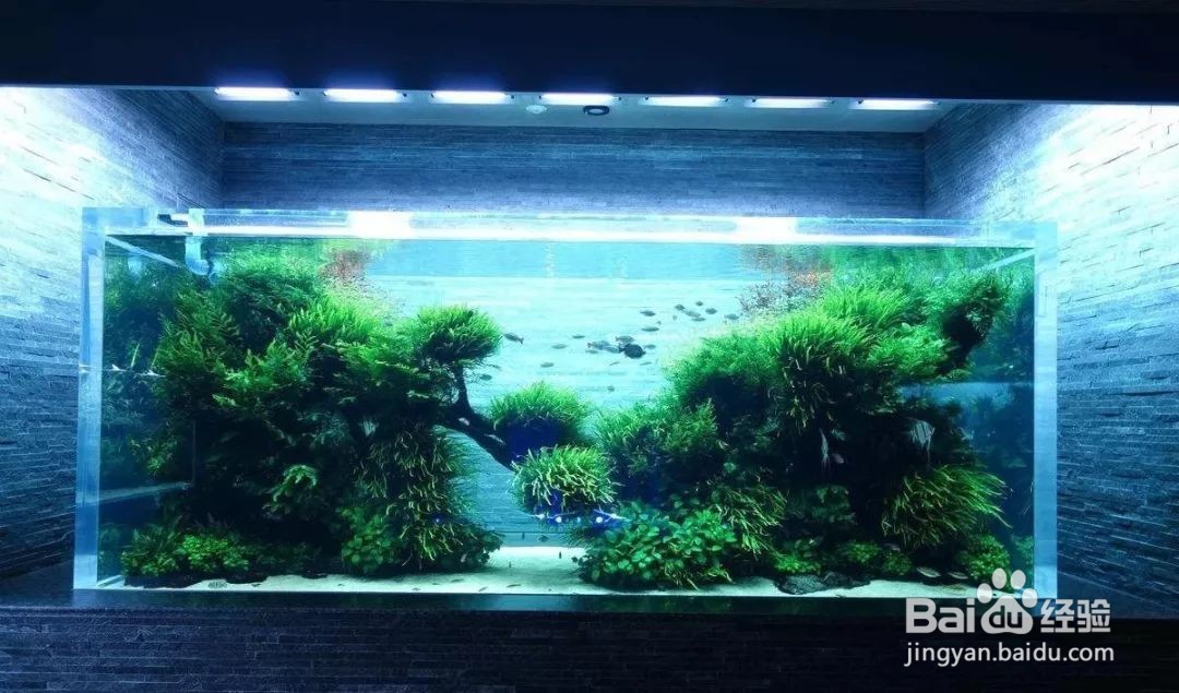 鱼缸粪便怎么处理