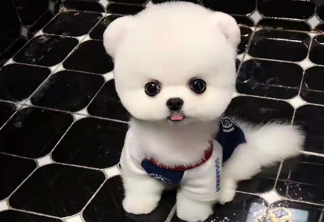 博美,生产完下面怎么老是掉一个包