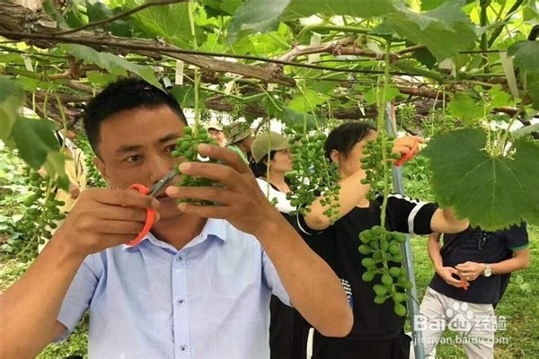 怎么选用肥料才有利于上色期的葡萄?