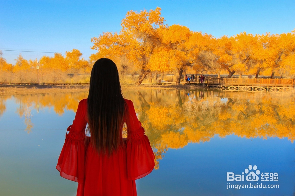 秋天金色胡杨林—额济纳旅游攻略