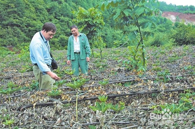 重楼种植技术方法
