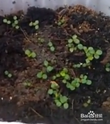 在家种盆栽草莓