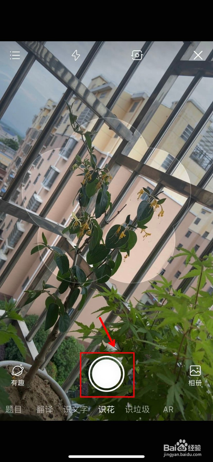 如何用手机拍摄识花