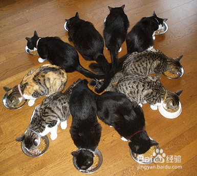 猫咪不吃饭的原因分析