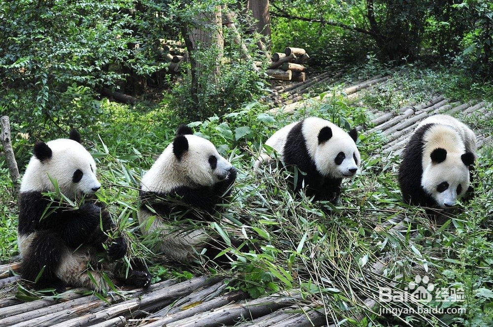 成都旅游攻略4日经典玩法