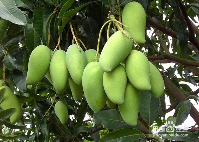 芒果膨果着色增甜的要点有哪些