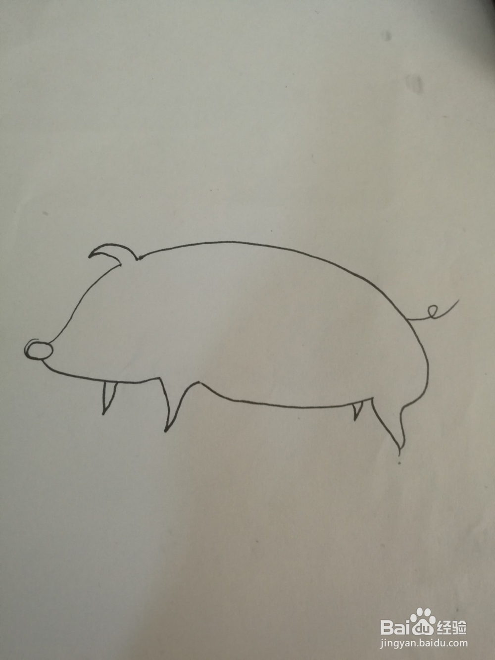 如何画一只卡通猪的简笔画