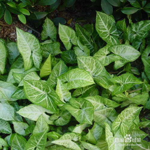 白蝴蝶叶子发黄应该怎么办？