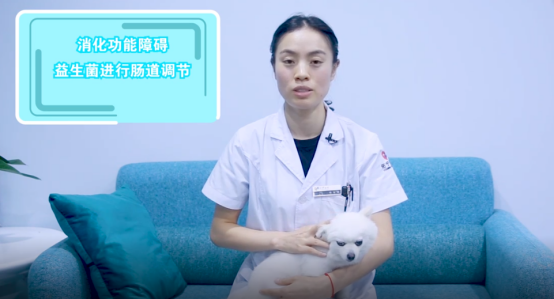 狗狗偷吃了奶油蛋糕，应该怎么办