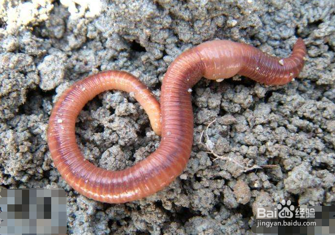 如何利用天利固液分离机TL-200对畜禽粪便处理