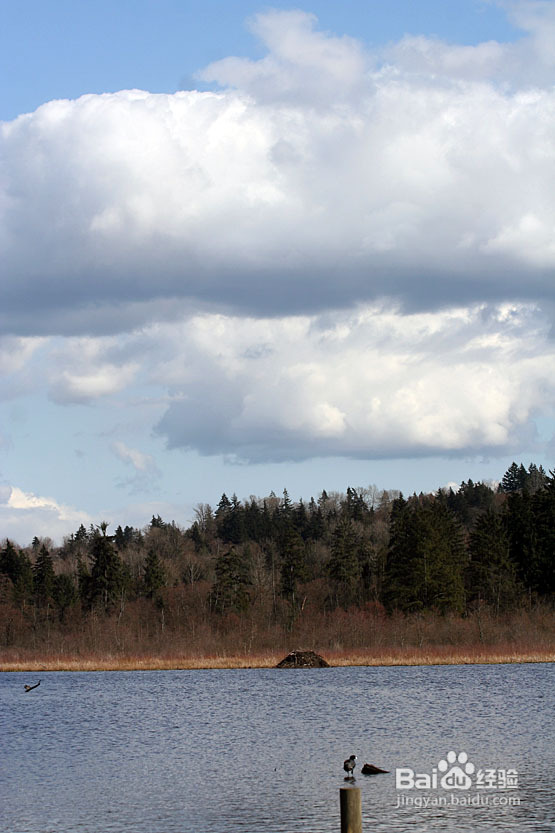 温哥华的如画春天(组图)