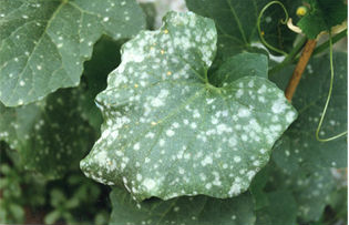 科学治疗甜瓜白粉病