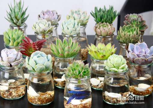 叶子变成珍珠粒，养多肉时如何让它“胖”起来？