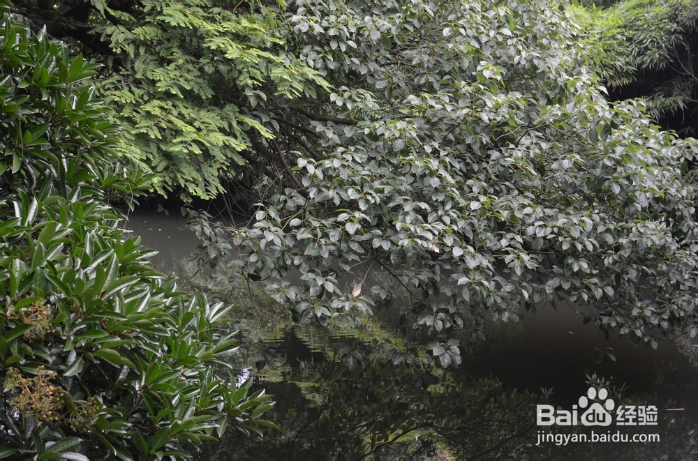 14年11月亚龙湾最新出行、餐饮贴士