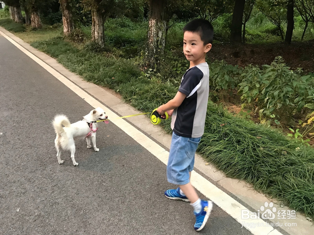 正确使用伸缩式牵引绳的方法
