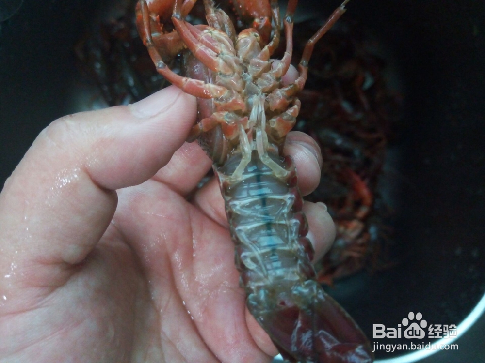 麻辣小龙虾攻略