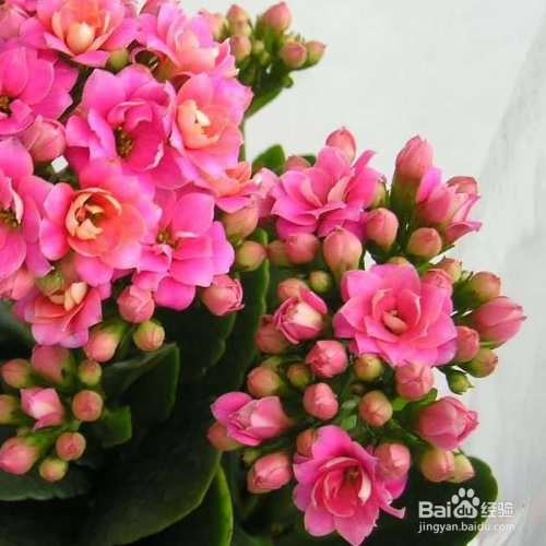长寿花长得细高怎么办