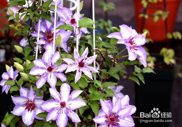 如何养铁线莲搭架