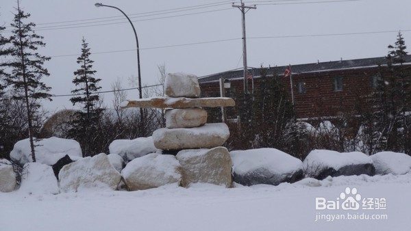 丘吉尔镇,在北极熊的自由和不自由间的选择