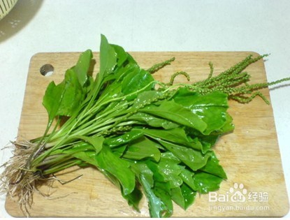 退烧神药车前草