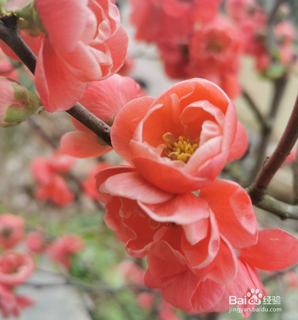 贴梗海棠的养殖方法