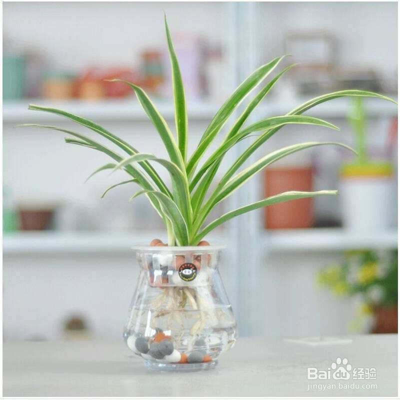 有哪些厉害的去甲醛植物呢???