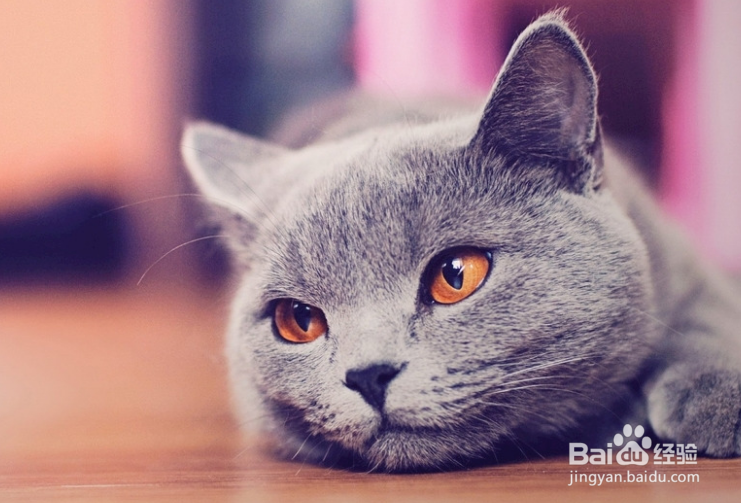 怎么杜绝猫在床上尿