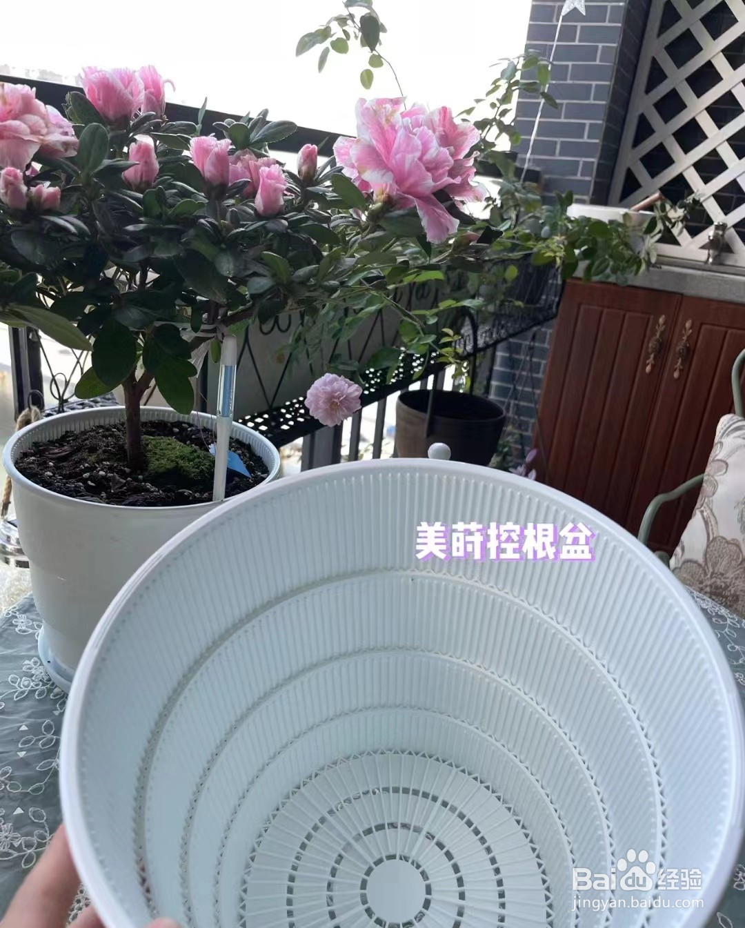 夏天杜鹃花怎么养家庭养法