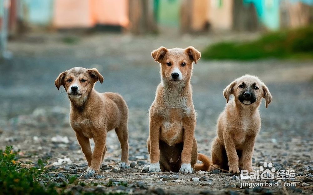 如何才能避免狗狗攻击人？