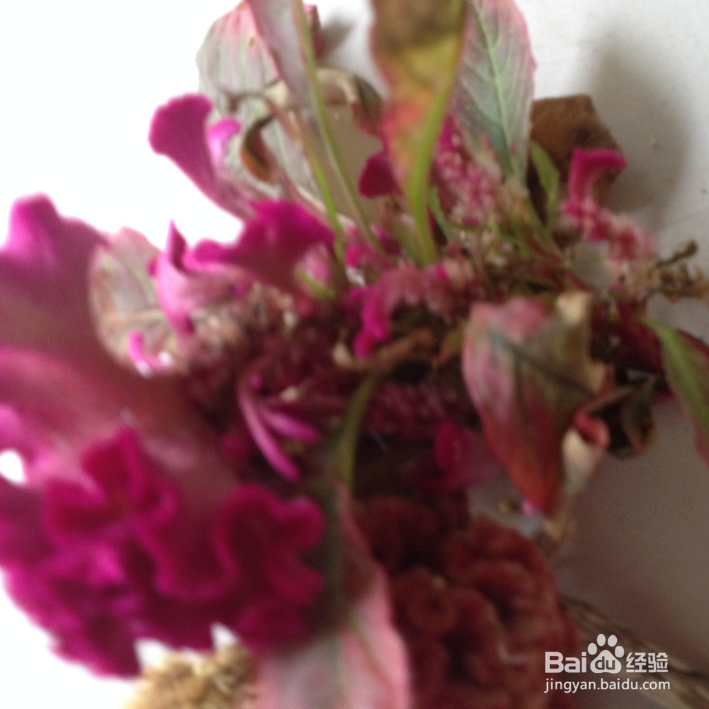 如何延长鸡冠花的观赏时间