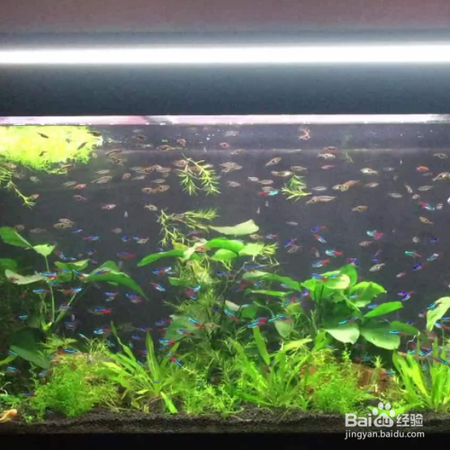 鱼缸的水发黄是什么原因?怎么治理?