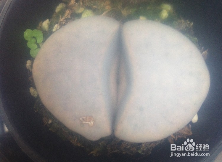 如何种植好多肉植物