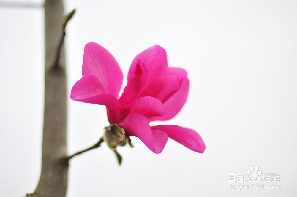 如何拍好红花玉兰