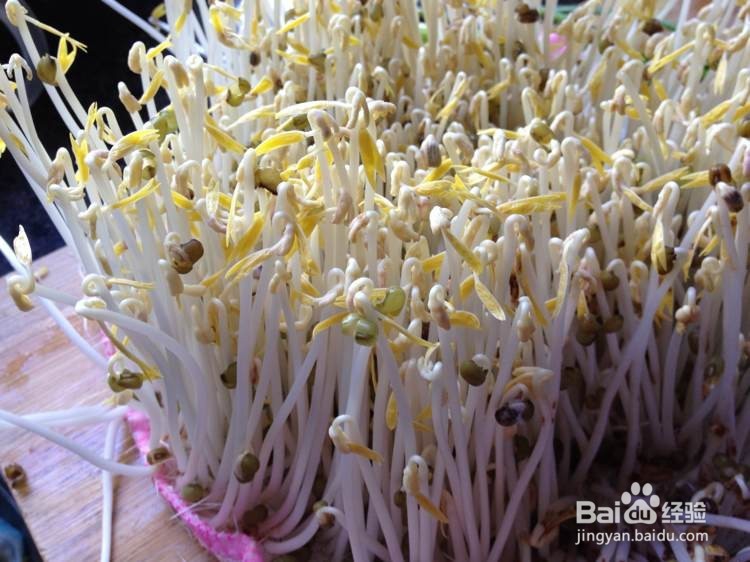 如何发纯正的绿豆豆芽更健康