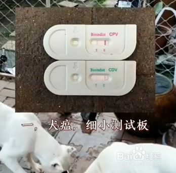 家中养狗必备物品有哪些？