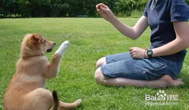 如何高效率地训练狗狗