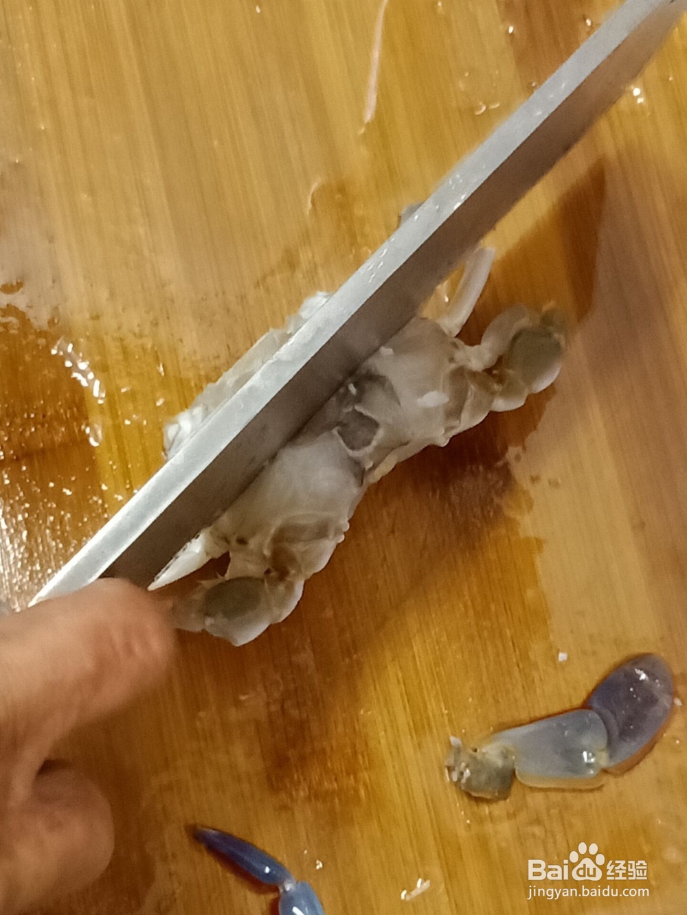 三眼梭子蟹的解剖过程