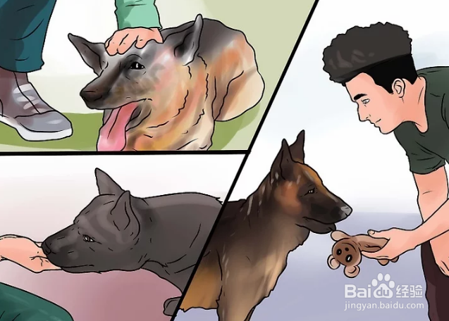 如何训练德国牧羊犬