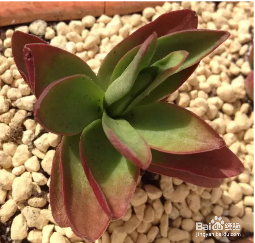 多肉叶子干瘪怎么办？